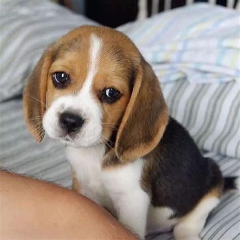 are beagles cheap dogs